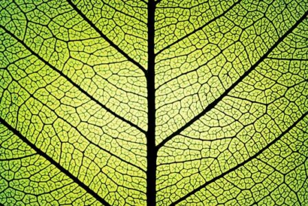 Photosynthesis for Gardeners Image